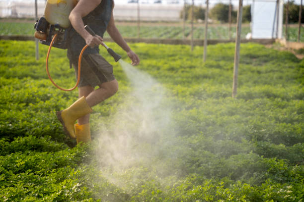 Best Affordable Pest Control Services  in Ocean Springs, MS